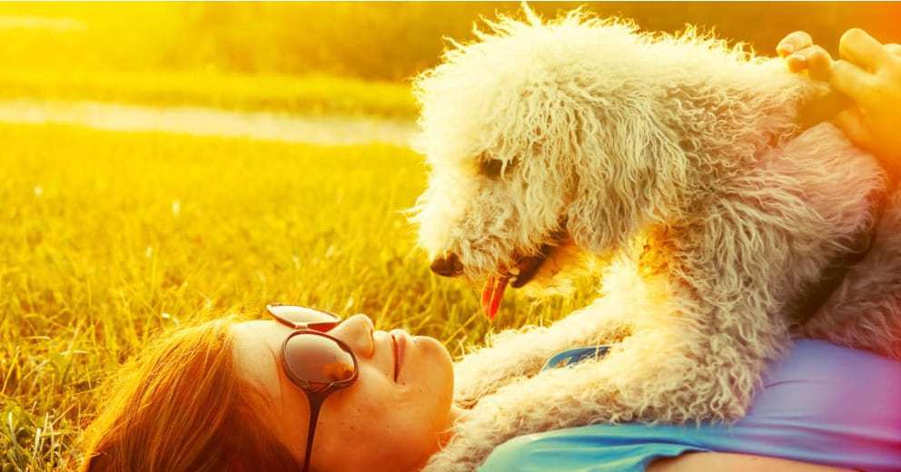 Urlaub mit Hund – hundefreundliche Ferienunterkünfte finden