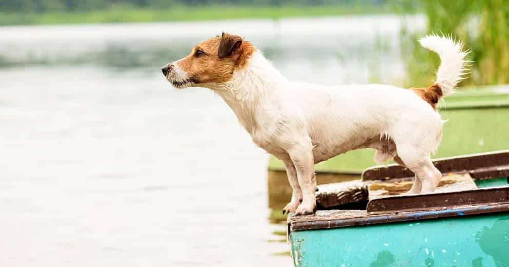 Baden mit Hund in Bayern