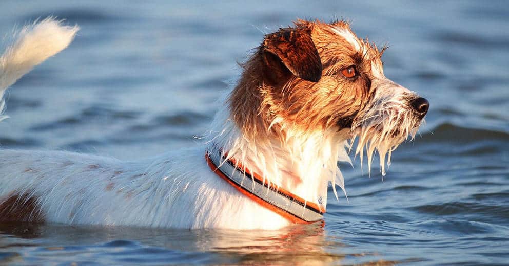 Baden mit Hund in Kärnten