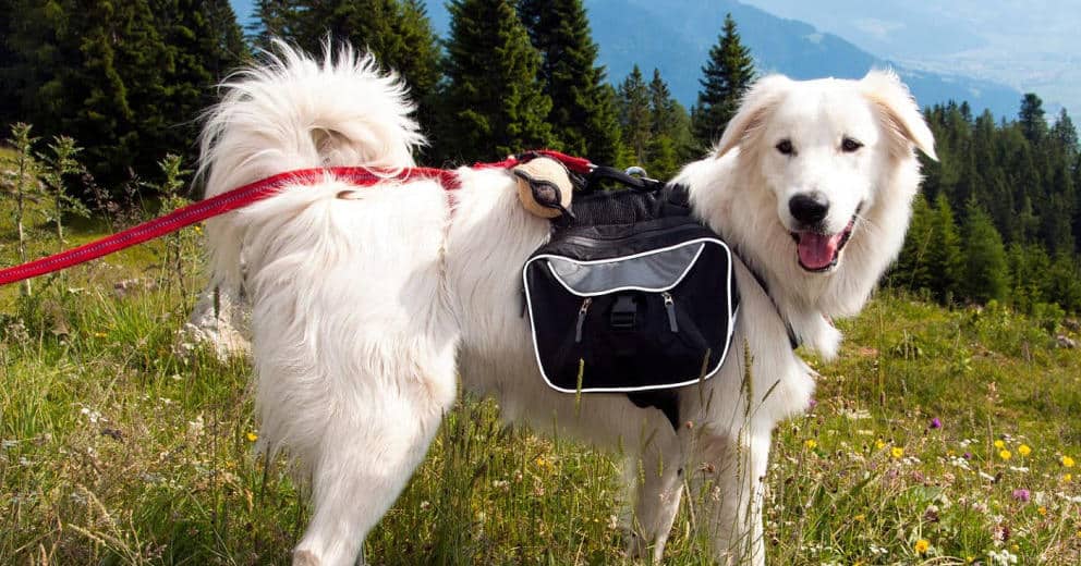 Chalet in Bayern mit Hund