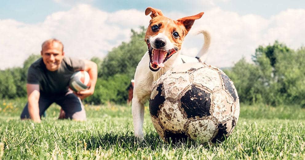 Feriendorf bzw. Ferienpark mit Hund