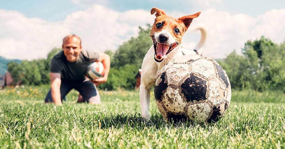 Ferienhaus mit Hund Europa