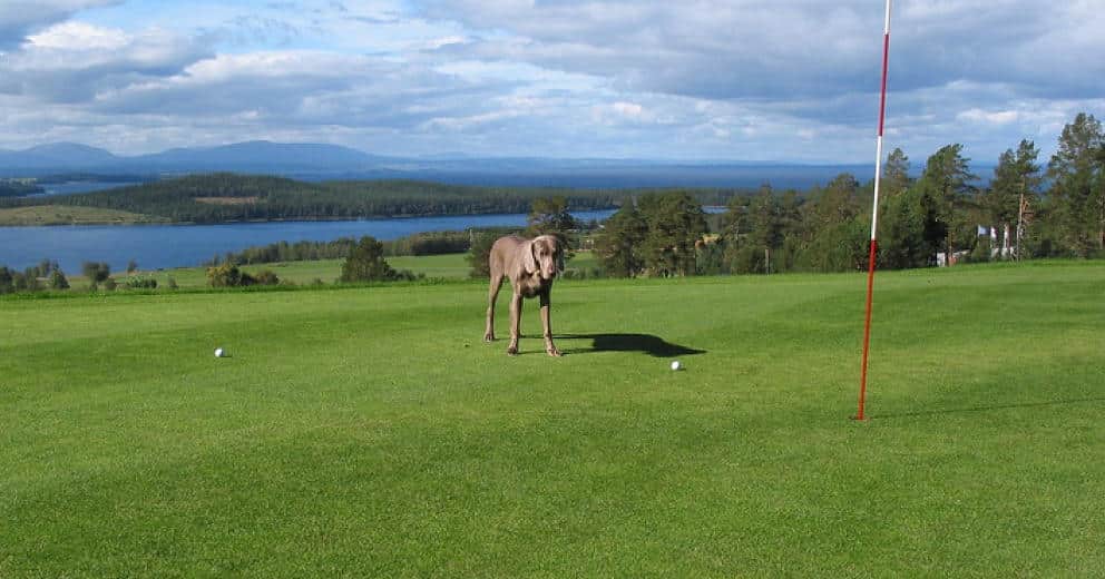 Golfurlaub mit Hund in Europa