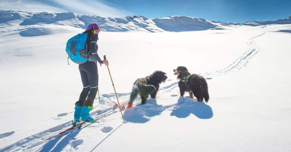 Langlaufen mit Hund in Österreich