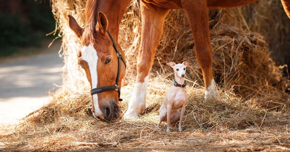 Reiten mit Hund in Europa