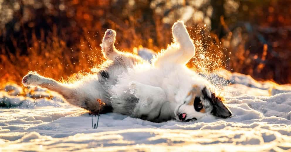 Schlittenfahren mit Hund in Europa