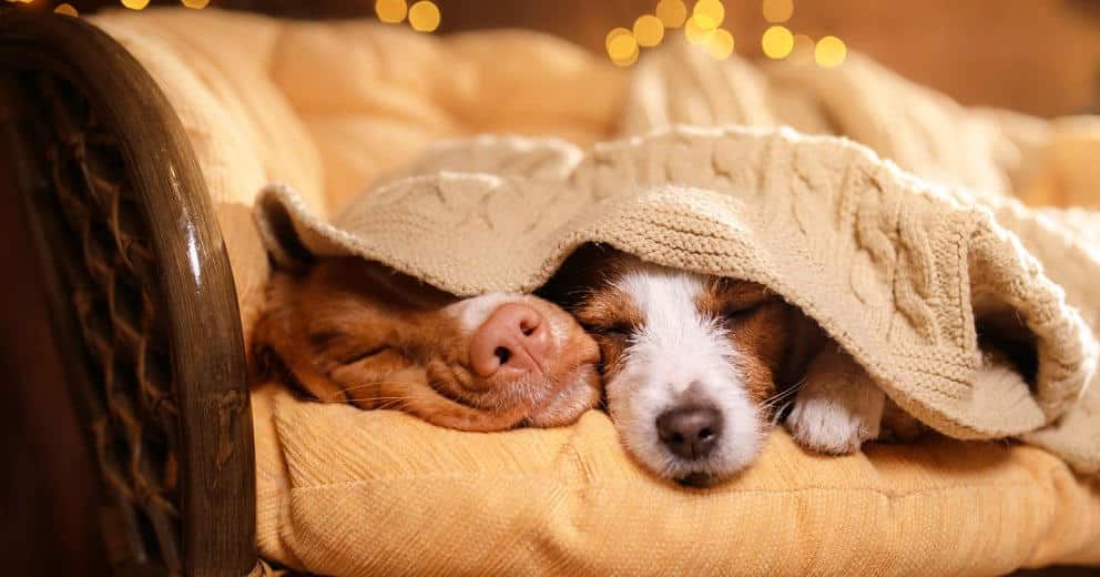 Ruhiger & Knallfreier Silvester mit Hund