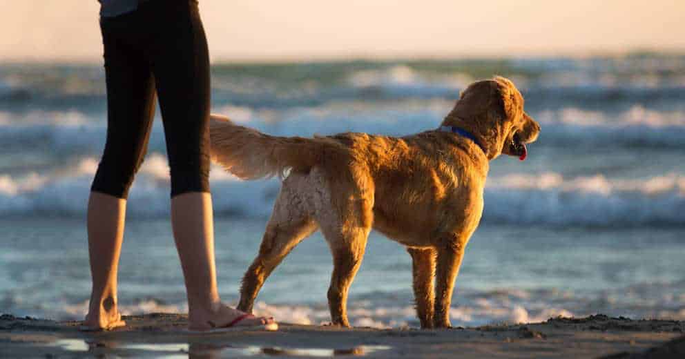 Sommerurlaub mit Hund in Europa