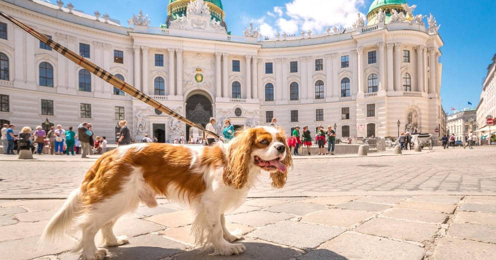 Städtereise mit Hund in Europa