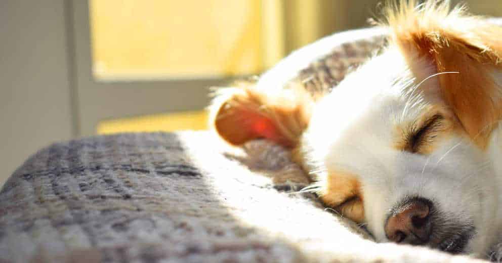 Therme mit Hund in Europa