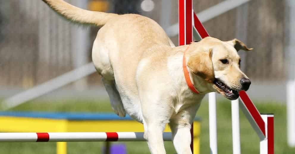 Urlaub mit Hundetraining