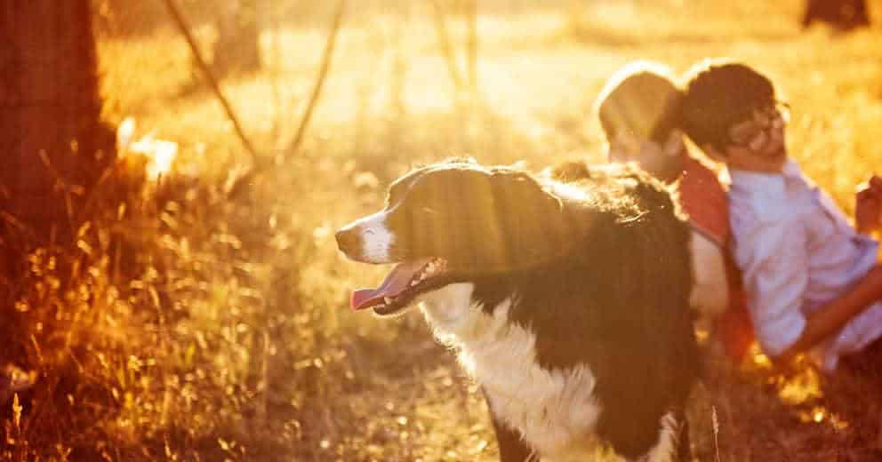 Urlaub am Land mit Hund in Europa