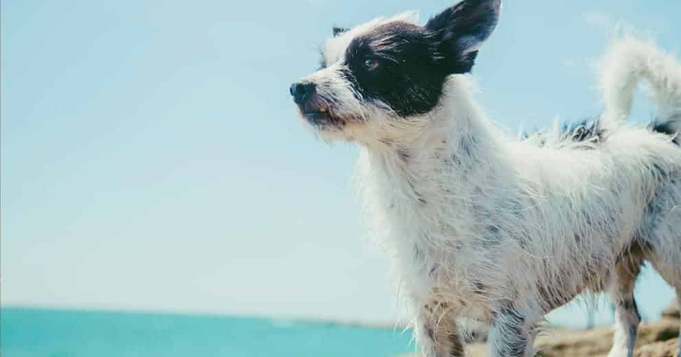 Urlaub mit Hund am Meer