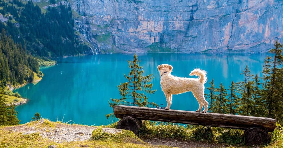 Urlaub am See mit Hund