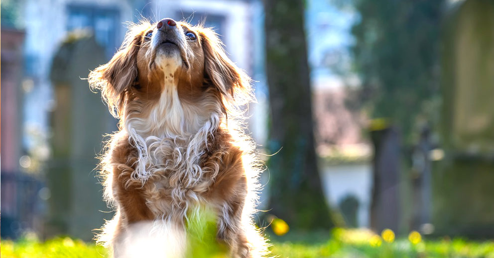 Ferienhaus mit Hund in Berlin