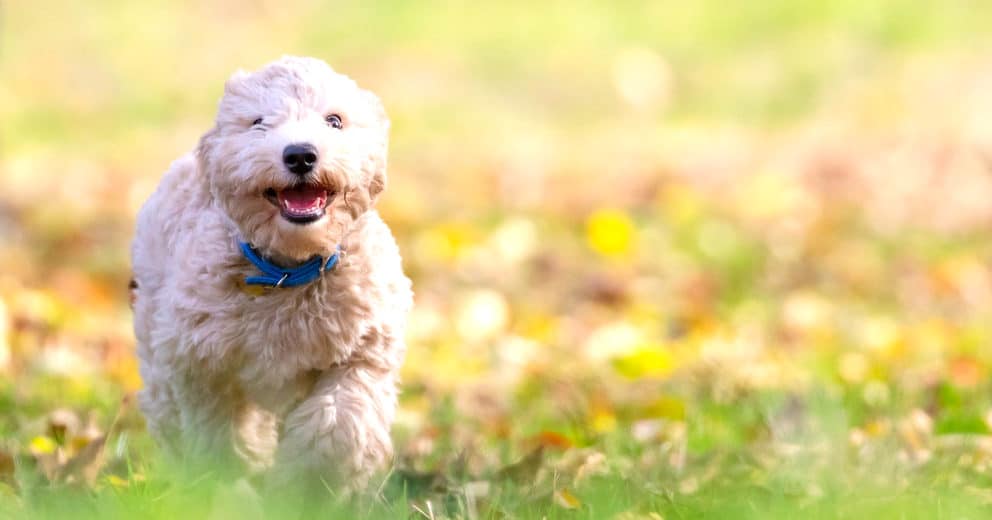 Urlaub mit Hund Brandenburg