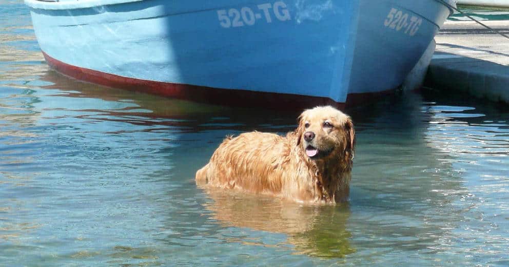 Hüttendorf mit Hund in Dalmatien