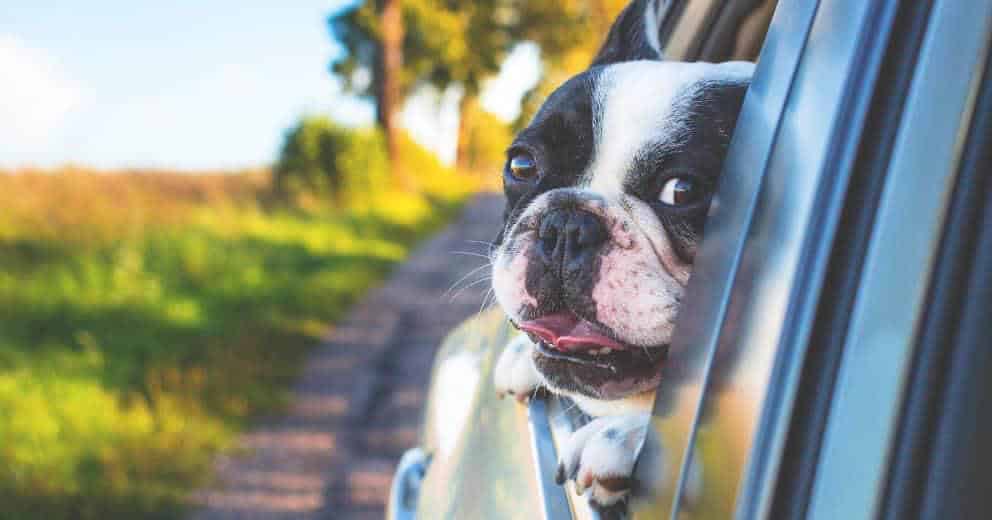 Urlaub mit Hund Frankreich