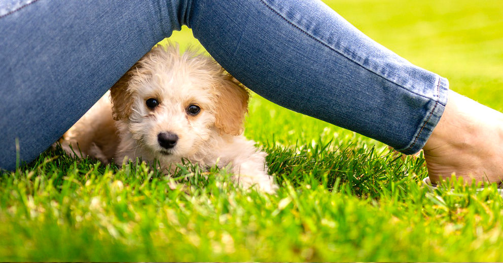 Urlaub mit Hund in Hamburg