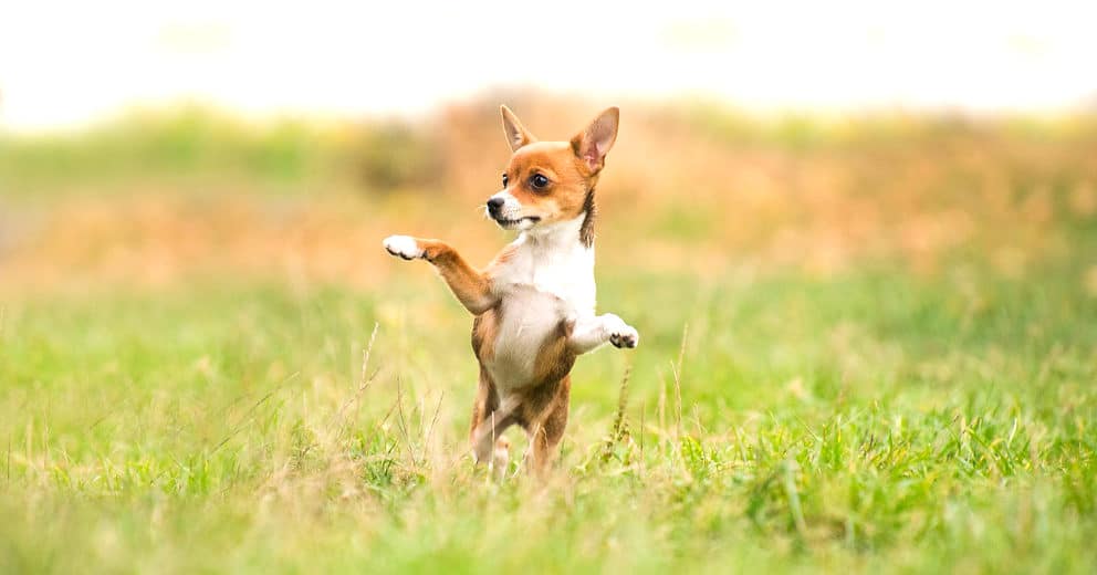 Ferienhaus mit Hund in Hessen