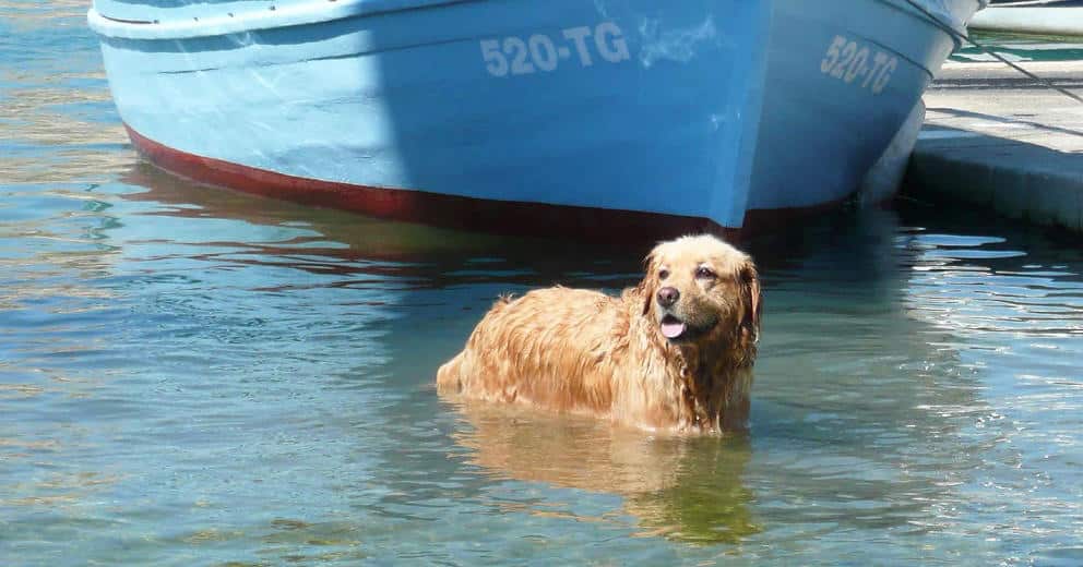 Urlaub mit Hund Istrien