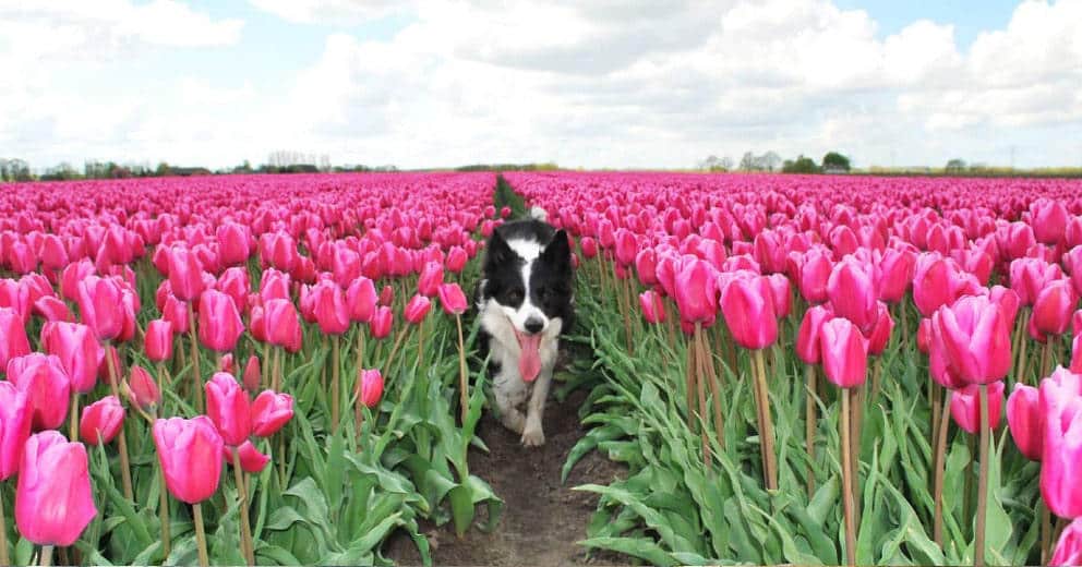 Urlaub mit Hund Niederlande & Holland