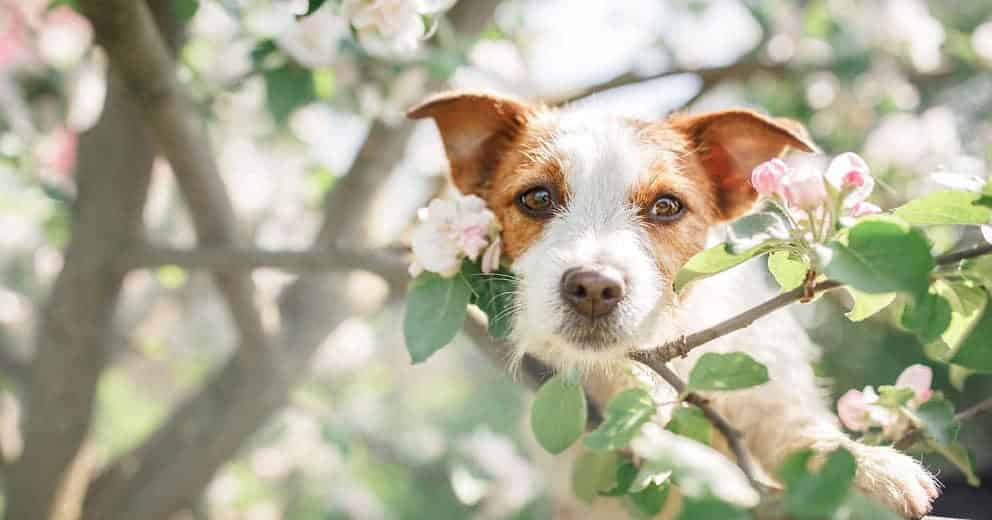 Urlaub mit Hund in Oberösterreich