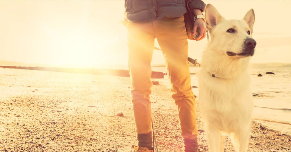 Urlaub mit Hund Ostsee