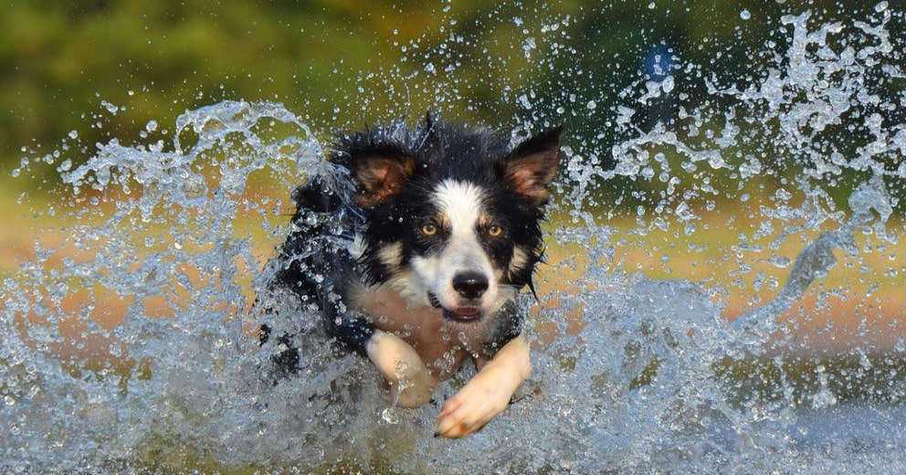 Bungalow mit Hund in Polen