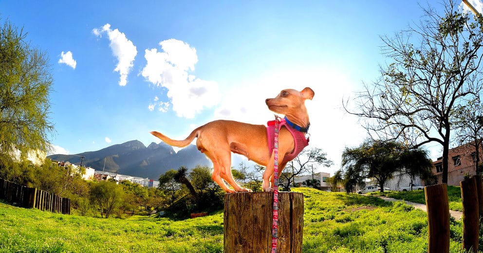 Appartementhaus mit Hund in Rheinland-Pfalz