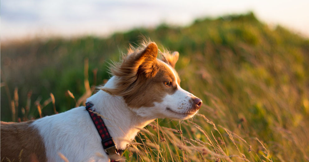 Ferienhäuser mit Hund auf Rügen