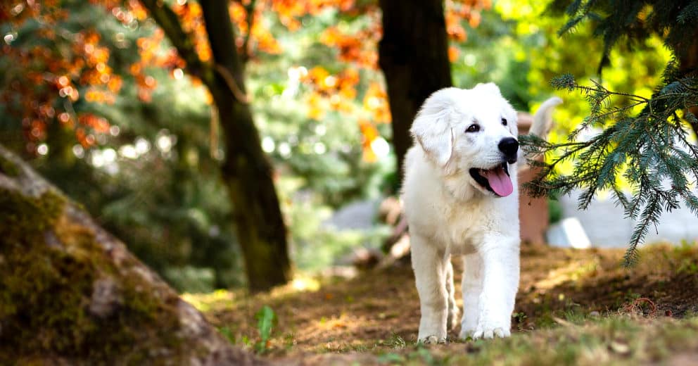 Bungalow mit Hund in Sachsen-Anhalt
