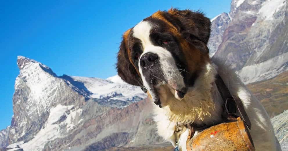 Ferienwohnung mit Hund in der Schweiz