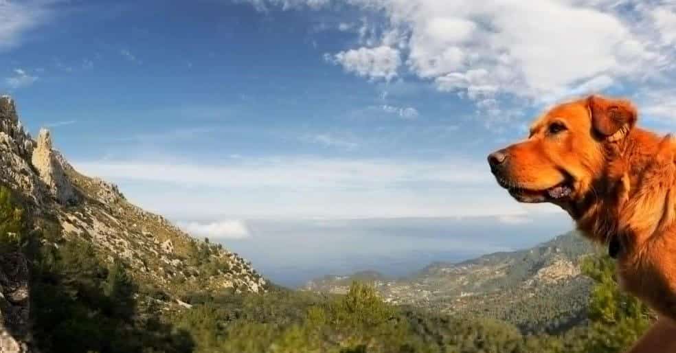 Urlaub mit Hund in Spanien