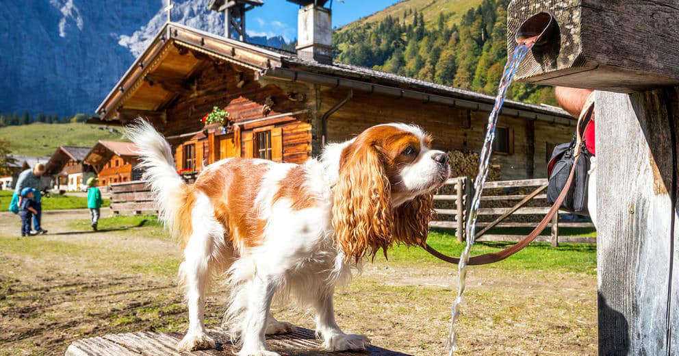 Urlaub mit Hund in der Steiermark