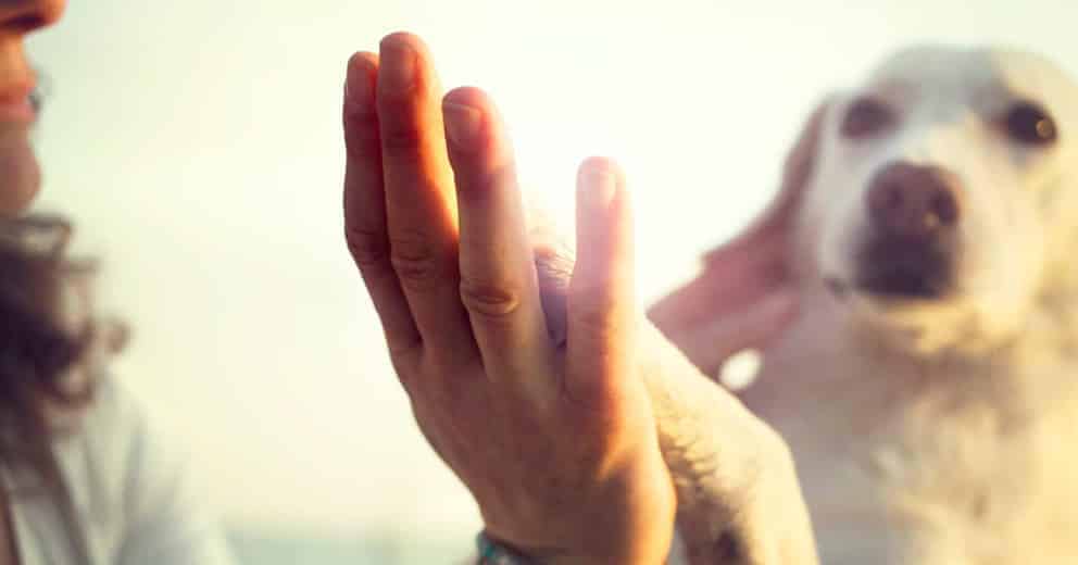 Urlaub mit Hund Süd-Dänemark