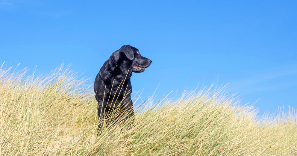 Ferienwohnung Sylt mit Hund