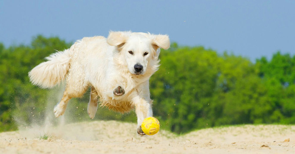 Bauernhöfe mit Hund auf Usedom