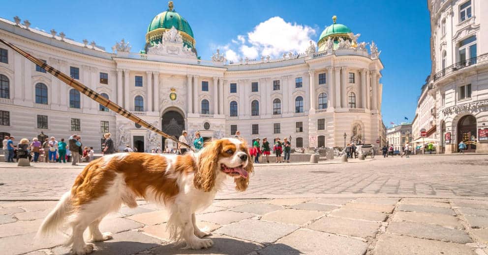 Urlaub mit Hund in Wien