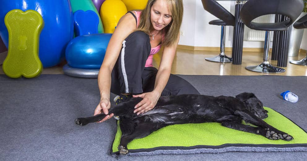 Wellness für Hunde in Europa