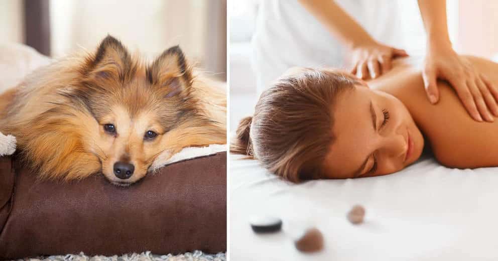 Special: Wellness mit Hund in Europa