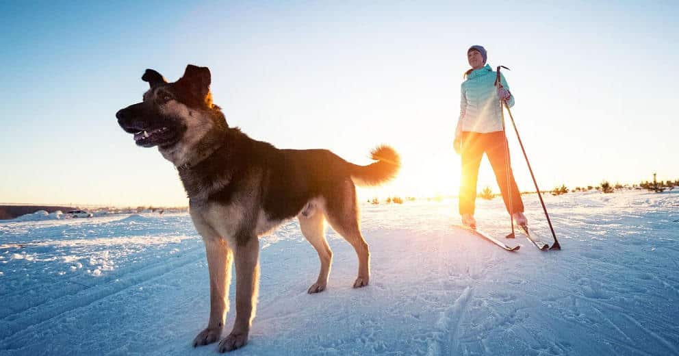 Winterurlaub mit Hund Deutschland