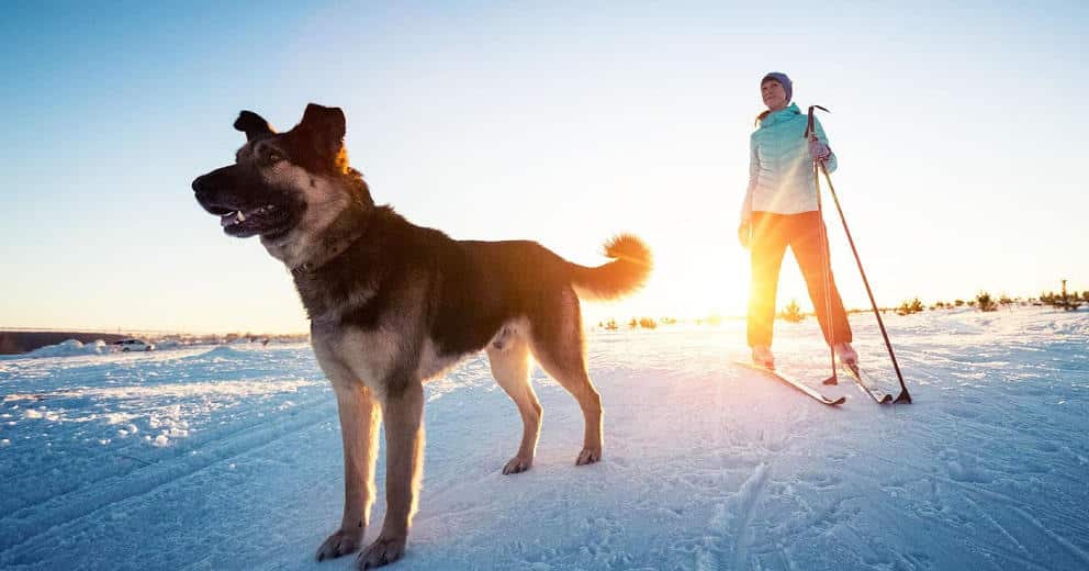 Winterurlaub mit Hund