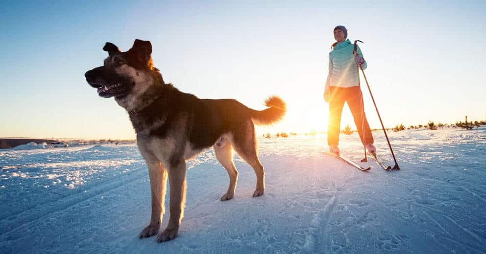 Winterurlaub mit Hund in Tirol