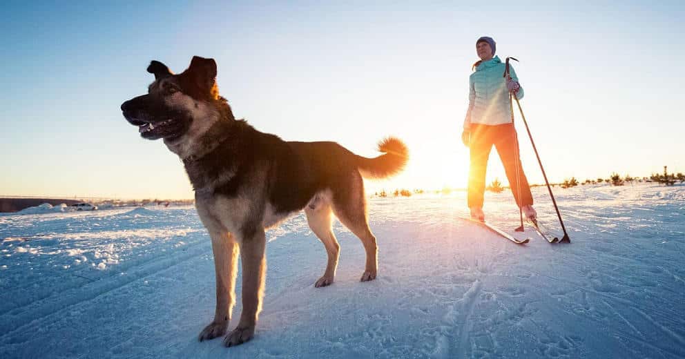 Winterurlaub mit Hund in Vorarlberg