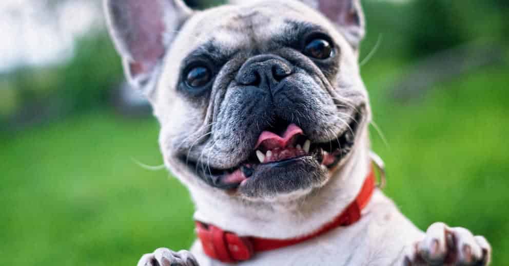 Wohnmobil mit Hund Europa