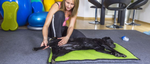 Wellness für Hunde