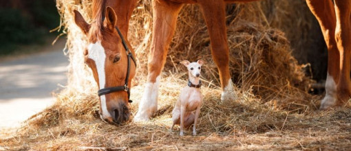 Reiten mit Hund