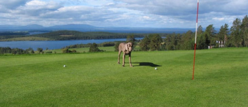 Golfen mit Hund