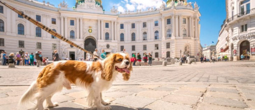 Städtereise mit Hund